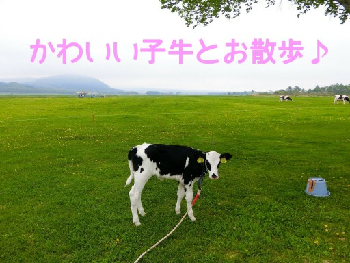 watanabe-farm-cow