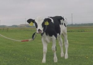 watanabe-farm-cow