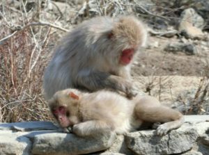 syodo-monkey-parent-and-child