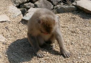 syodo-monkey