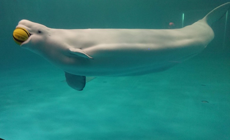 white-dolphin