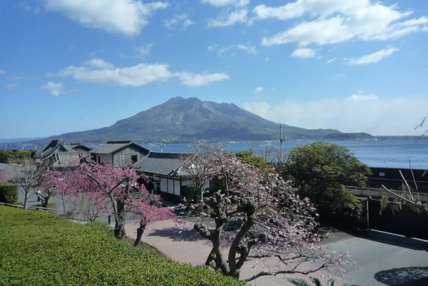 kagoshima-senganen-garden-sakura